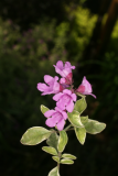 Prostanthera ovalifolia 'Variegata' RCP5-2015 17.JPG